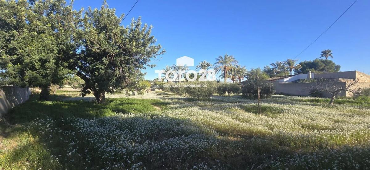 Venta de chalet independiente en Avenida d'Algoda, Elche / Elx
photo 3