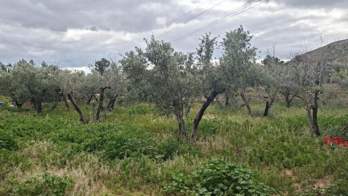 Działka na sprzedaż w Cañada del Fenollar, Alicante photo 4