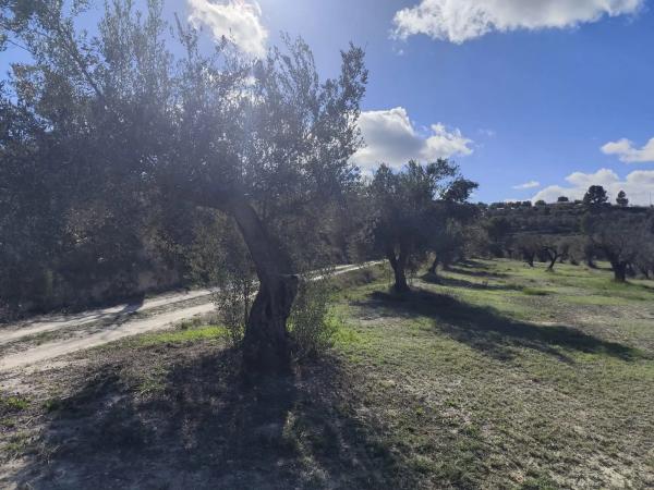 Terreno en Partida Alcudia photo 2