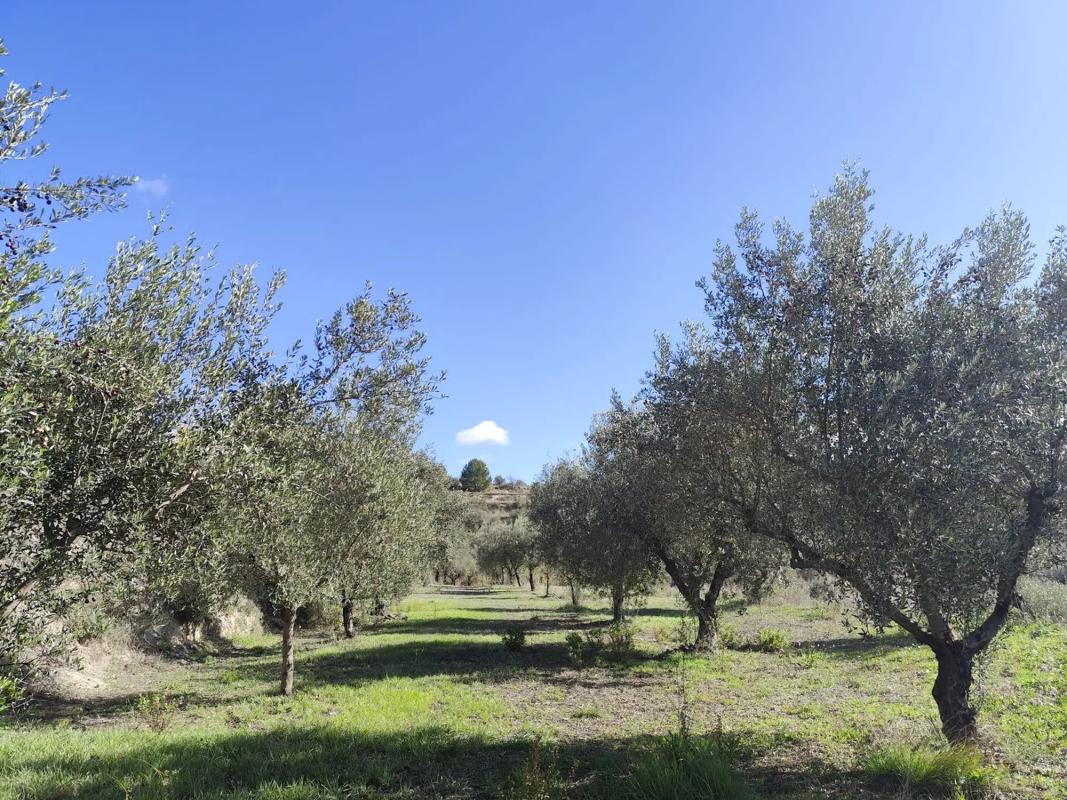 Land for sale in Cocentaina, Alicante photo 3