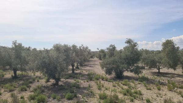 Terreno en Monforte del Cid photo 1