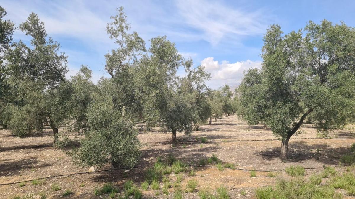 Terreno en venta en Monforte del Cid, Alicante photo 2