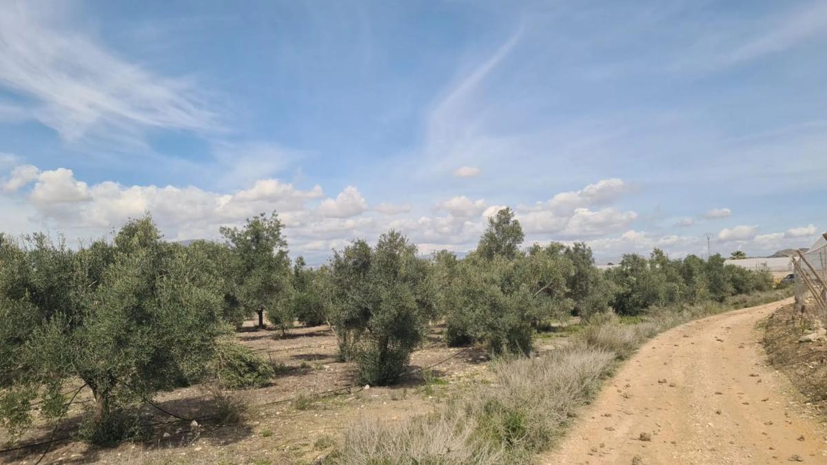 Terreno en venta en Monforte del Cid, Alicante photo 3