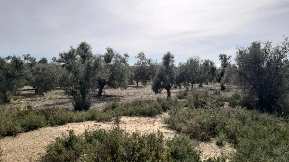 Terreno en venta en Monforte del Cid, Alicante photo 4