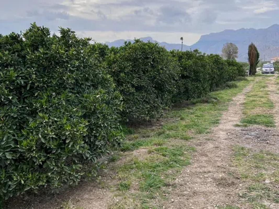Terreno en venta en Orihuela, Alicante photo 2