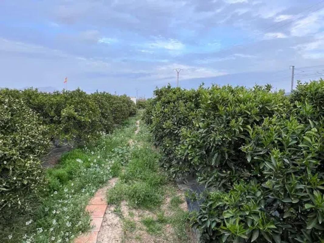 Terreno en venta en Orihuela, Alicante photo 3