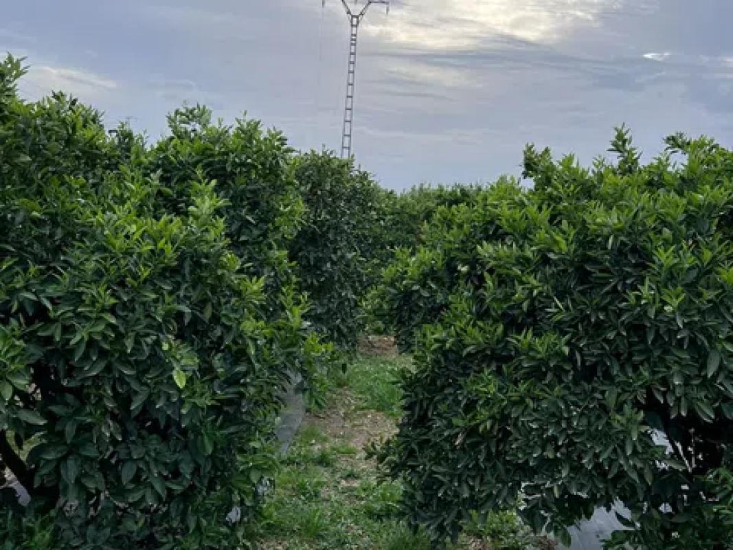 Terreno en venta en Orihuela, Alicante photo 4