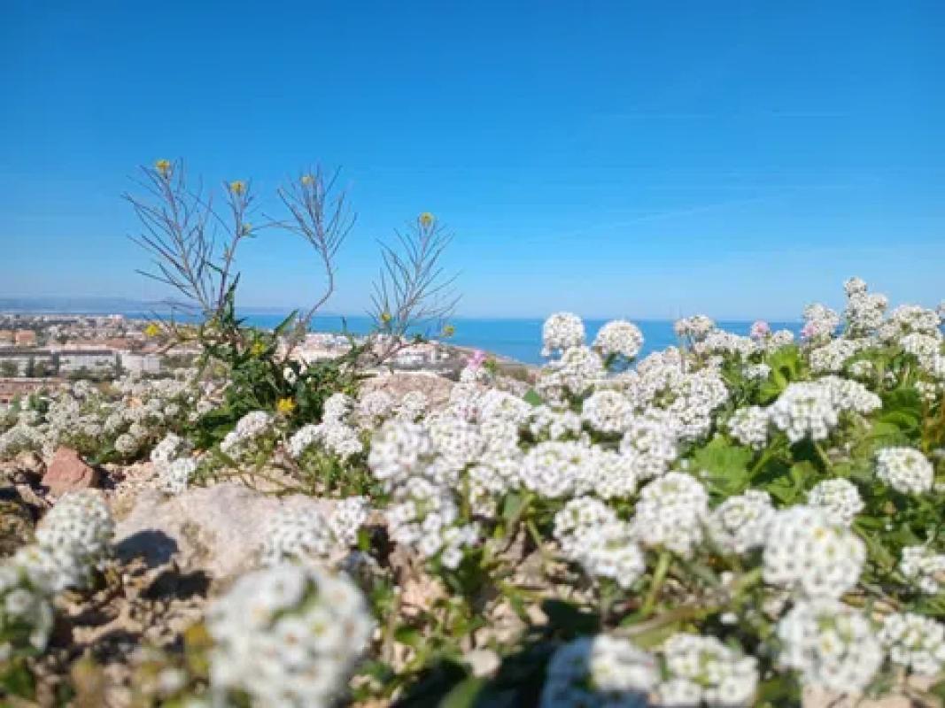 Terreno en venta en Denia, Alicante photo 4