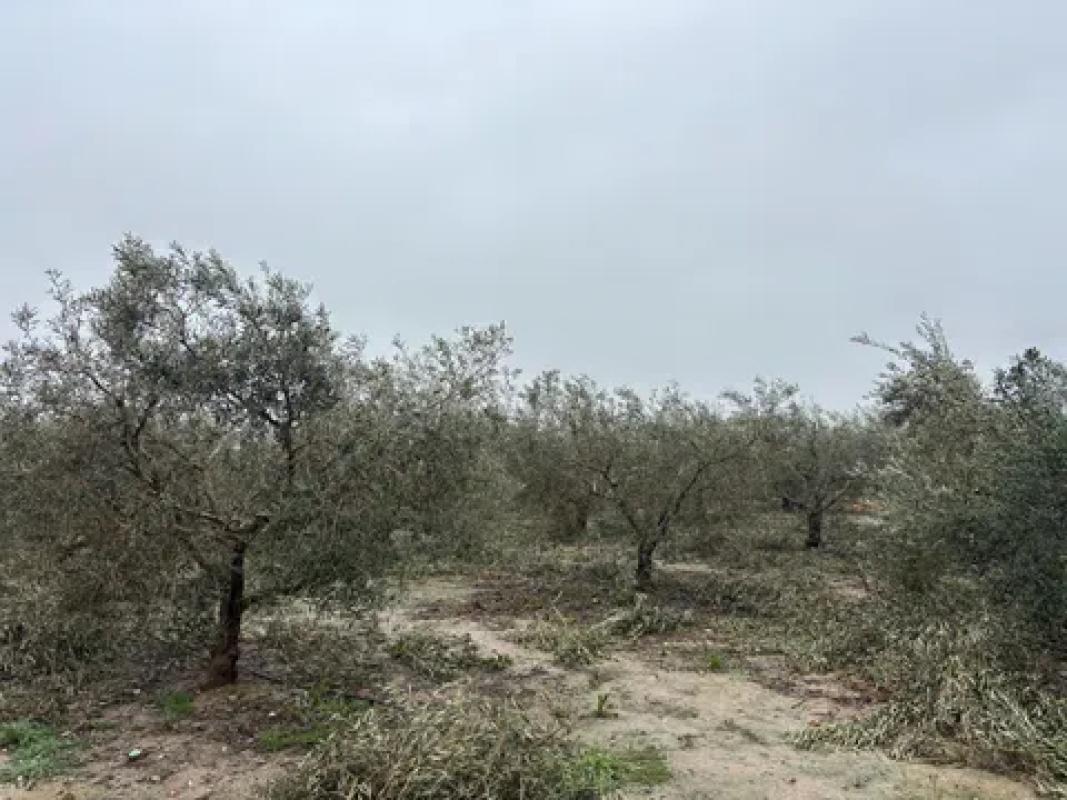 Land for sale in Elche / Elx, Alicante photo 4