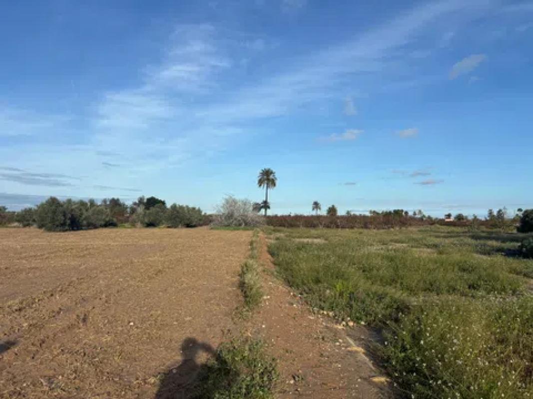 Land for sale in Elche / Elx, Alicante photo 4