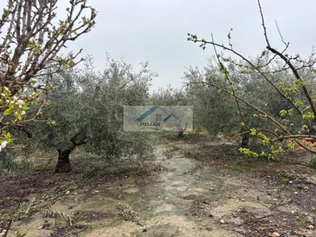 Участок земли на продажу в Эльче / Эльх, Аликанте photo 4