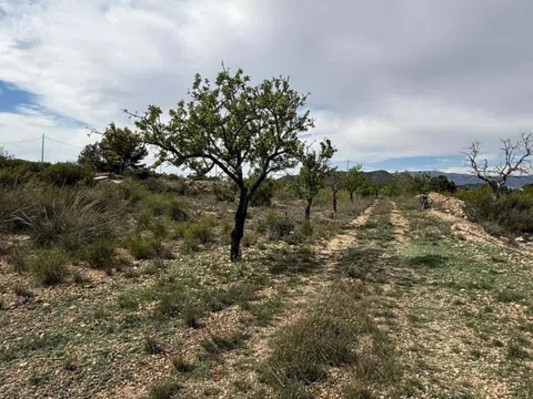 Terreno en venta en Monovar, Alicante photo 1