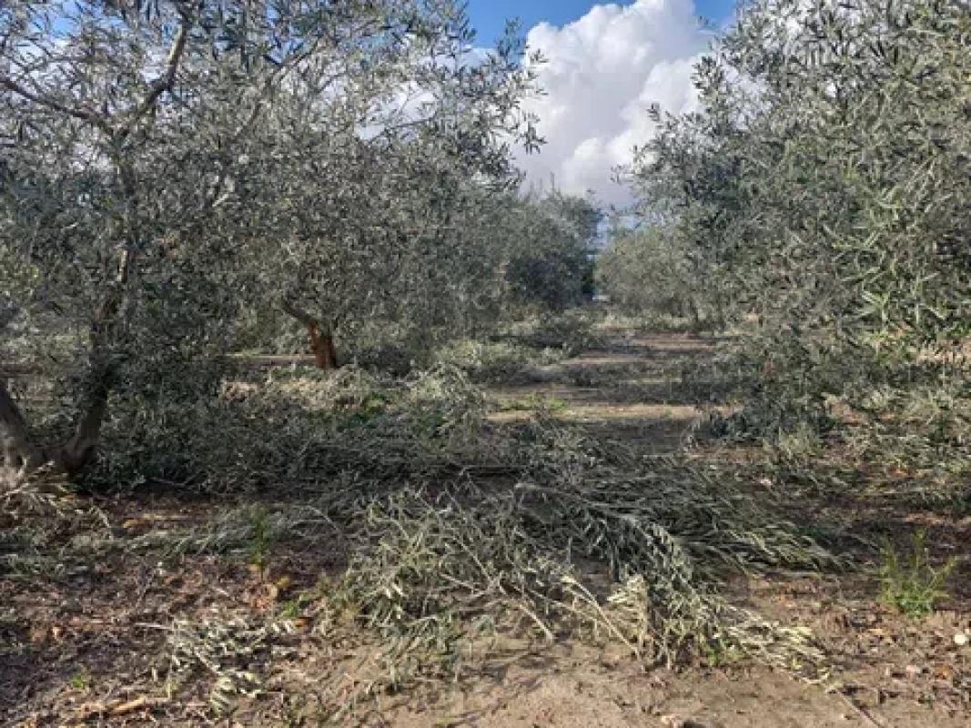 Land for sale in Elche / Elx, Alicante photo 2