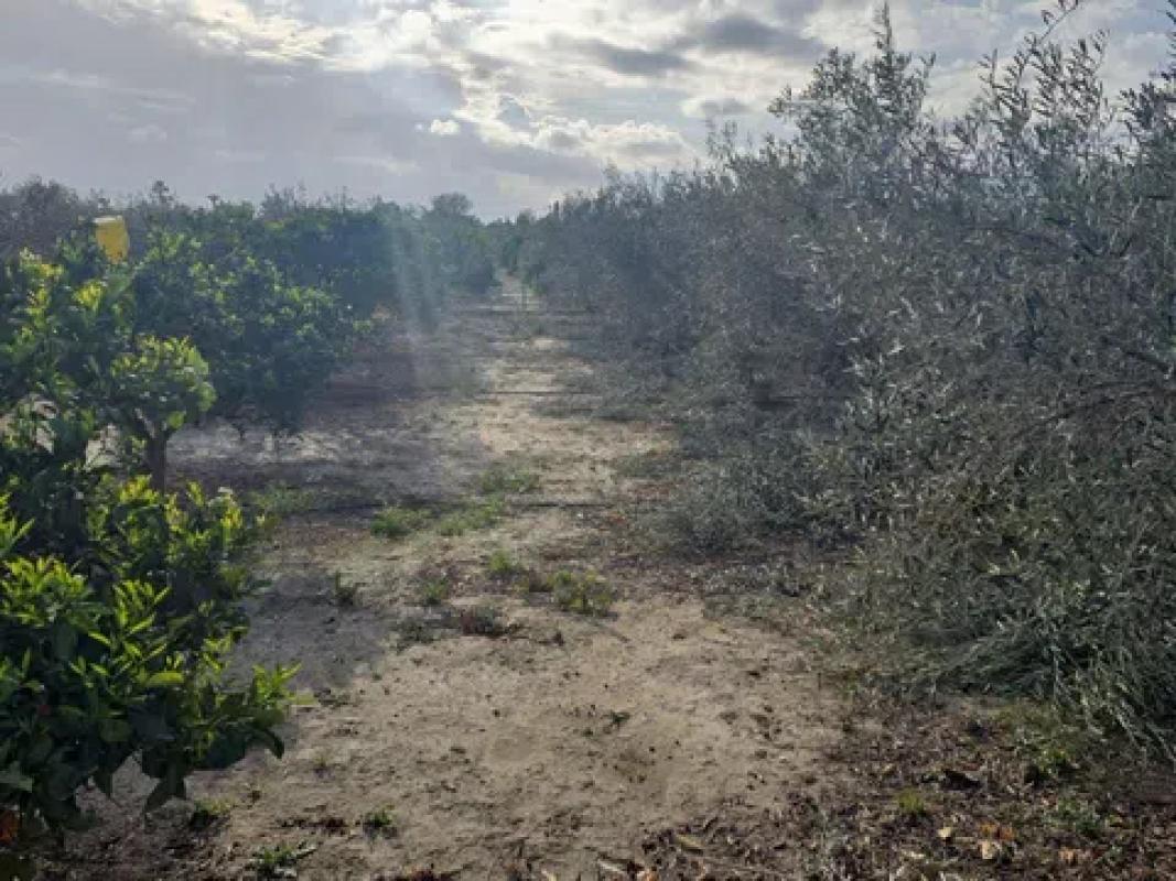 Land for sale in Elche / Elx, Alicante photo 5