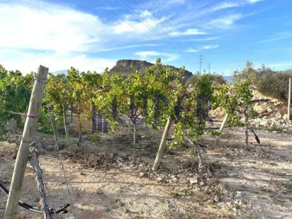 Terreno en Agost photo 3