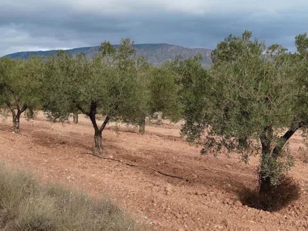 Terreno en venta en Monovar, Alicante photo 3