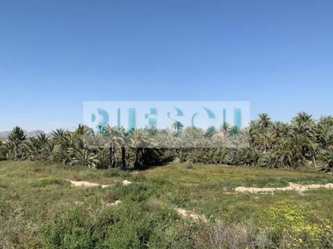 Venta de chalet independiente en La Galia-Bonavista, Elche / Elx
 photo 2