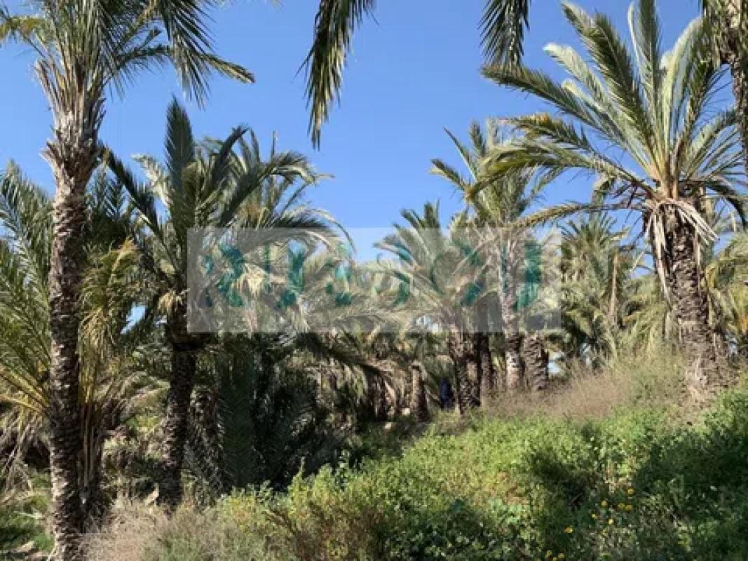 Venta de chalet independiente en La Galia-Bonavista, Elche / Elx
 photo 4