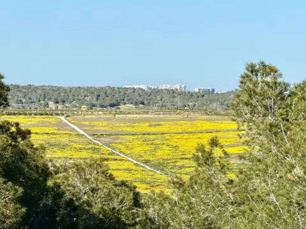 Sprzedaż niezależnego domku jednorodzinnego w  Calle Limonero, Pilar de la Horadada photo 5