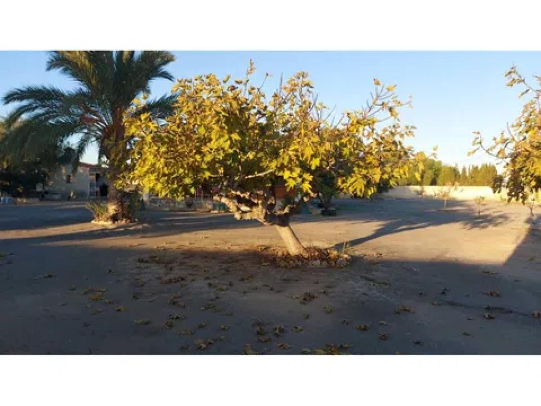 Venta de chalet independiente en Barrio Zona Deportiva-Nuevo Altabix, Elche / Elx
 photo 3