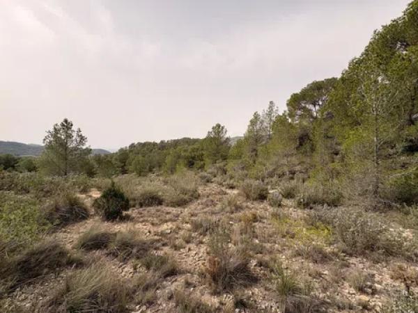 Terreno en Petrer photo 1