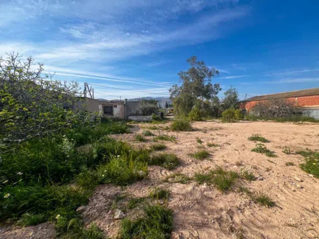 Land for sale in Crevillente, Alicante photo 2