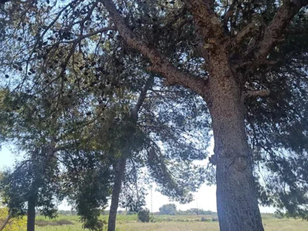 Terreno en venta en Elche / Elx, Alicante photo 1