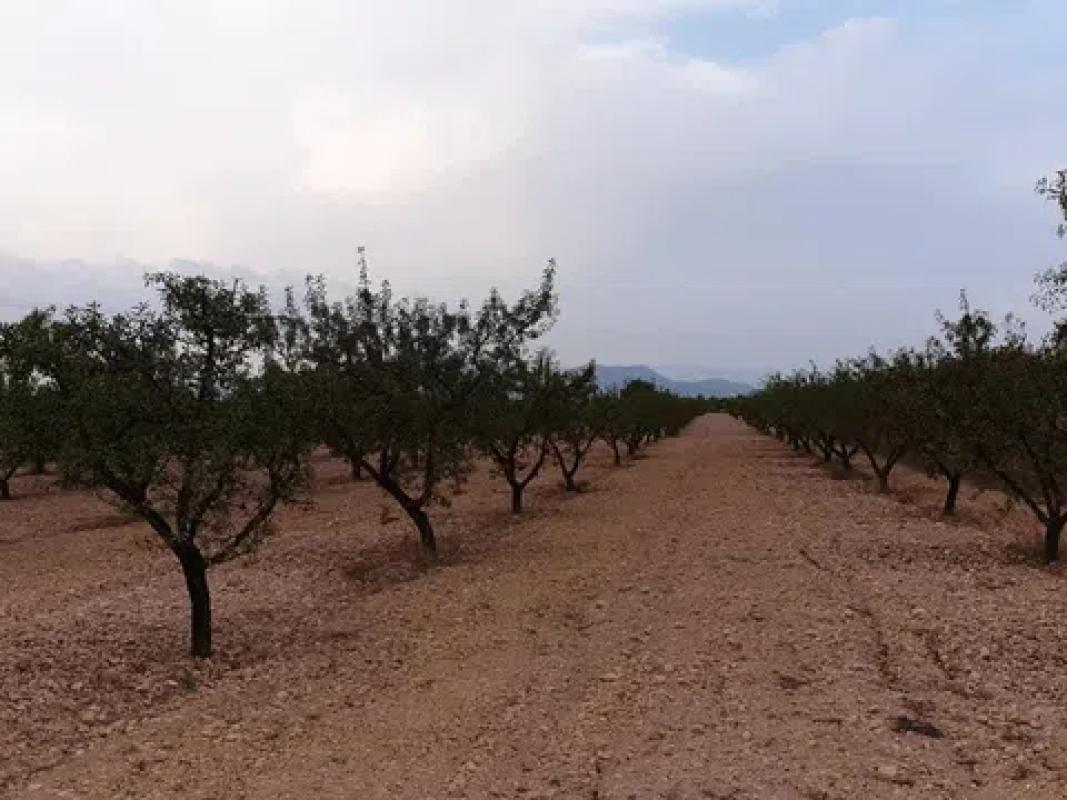 Land for sale in Salinas, Alicante photo 4