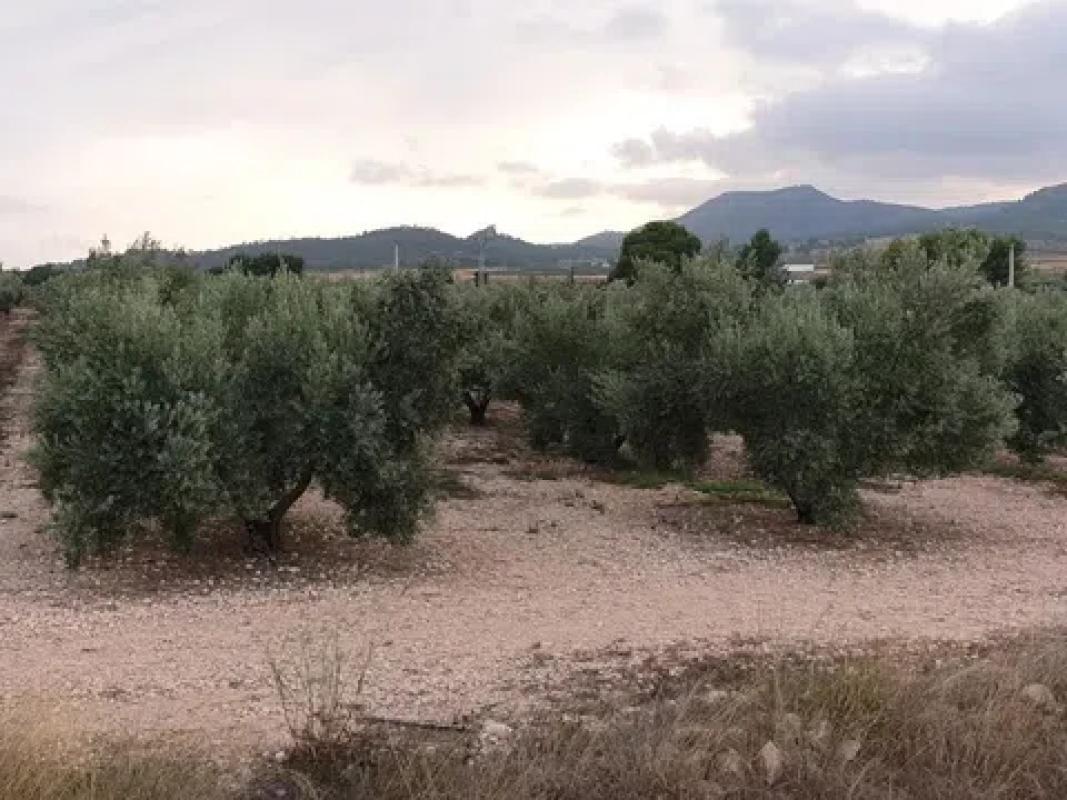 Land for sale in Salinas, Alicante photo 5