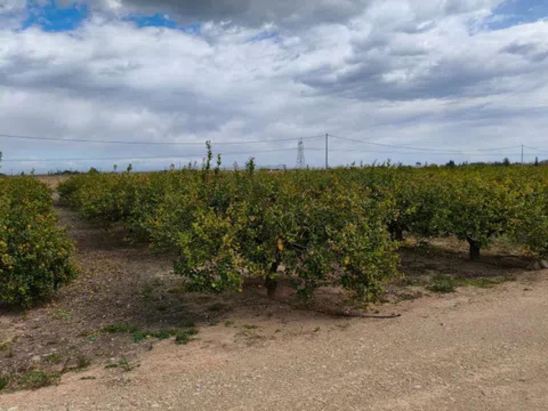 Land for sale in Los Montesinos, Alicante photo 4