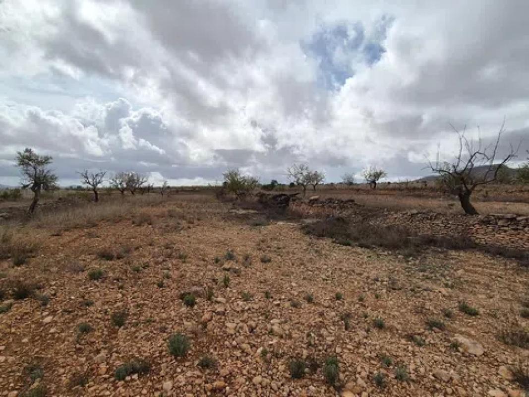 Terreno en venta en Pinoso, Alicante photo 1