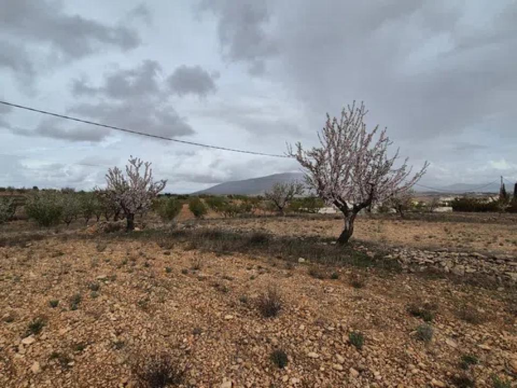 Terreno en venta en Pinoso, Alicante photo 2