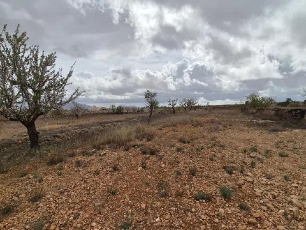Terreno en venta en Pinoso, Alicante photo 4