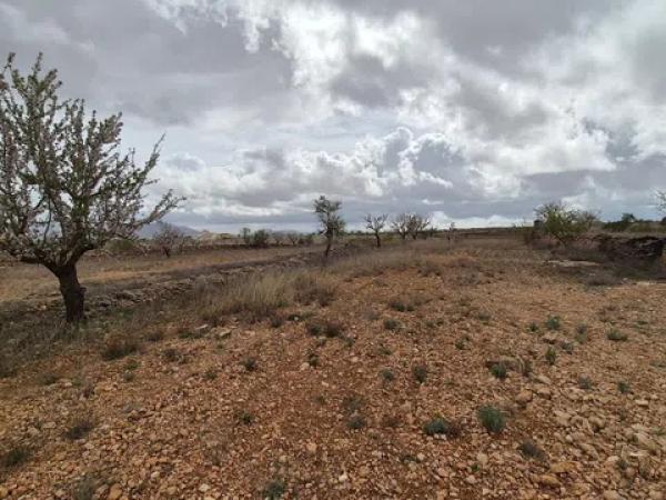 Terreno en Pinoso photo 4