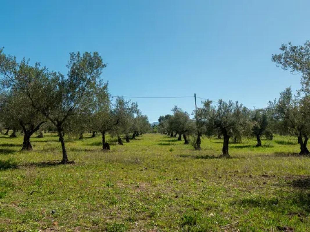 Venta de finca rústica en  Camino Alqueries de Benifloret, 315 -A , Cocentaina photo 4