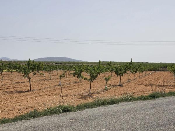 Terreno en Pinoso photo 3