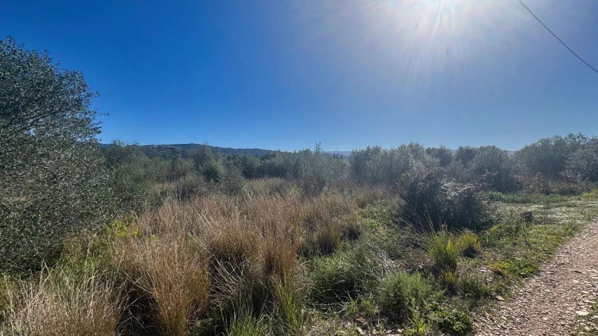 Land for sale in Benidoleig, Alicante photo 4