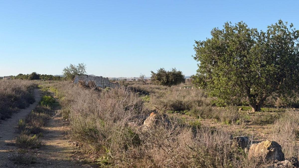 Działka na sprzedaż w Elche / Elx, Alicante photo 4