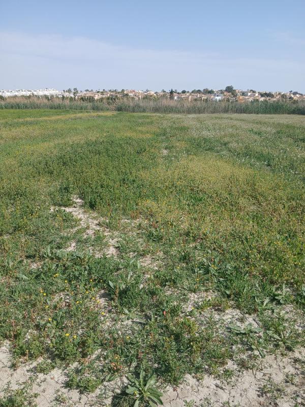 Land for sale in San Fulgencio, Alicante photo 3