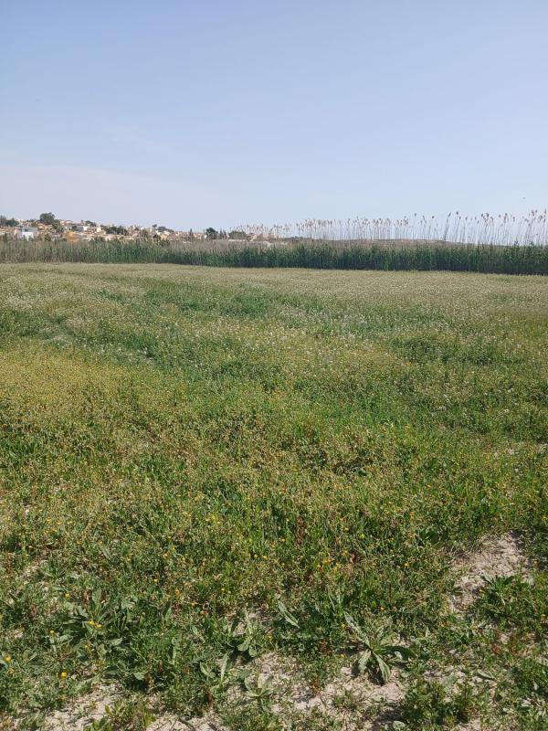 Land for sale in San Fulgencio, Alicante photo 4