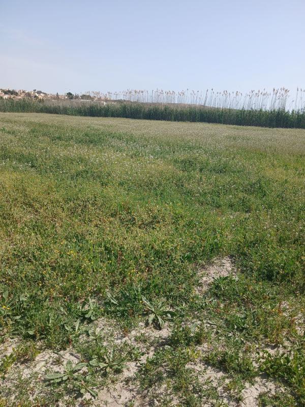 Land for sale in San Fulgencio, Alicante photo 5