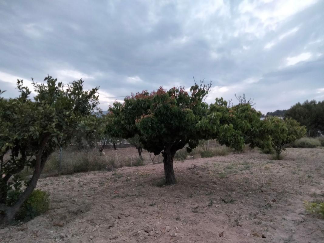 Terreno en venta en Calpe, Alicante photo 5