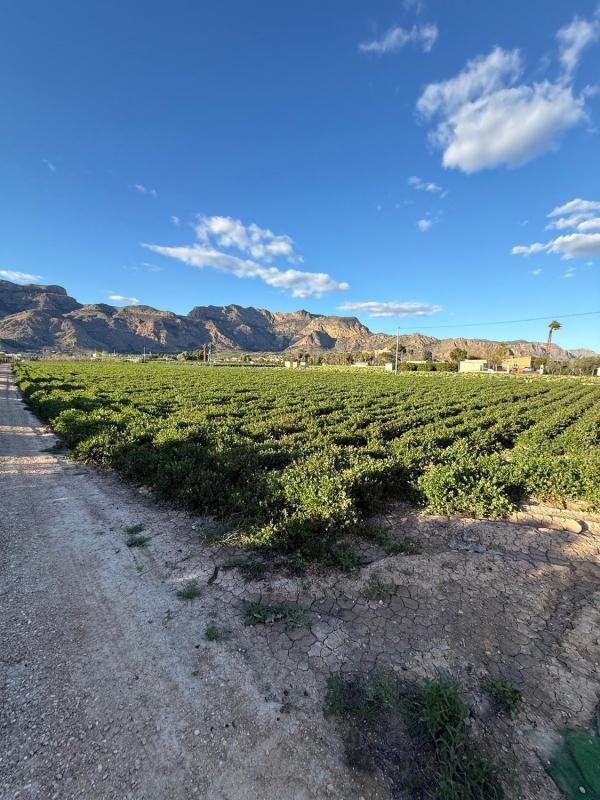 Terreno en venta en Orihuela, Alicante photo 1