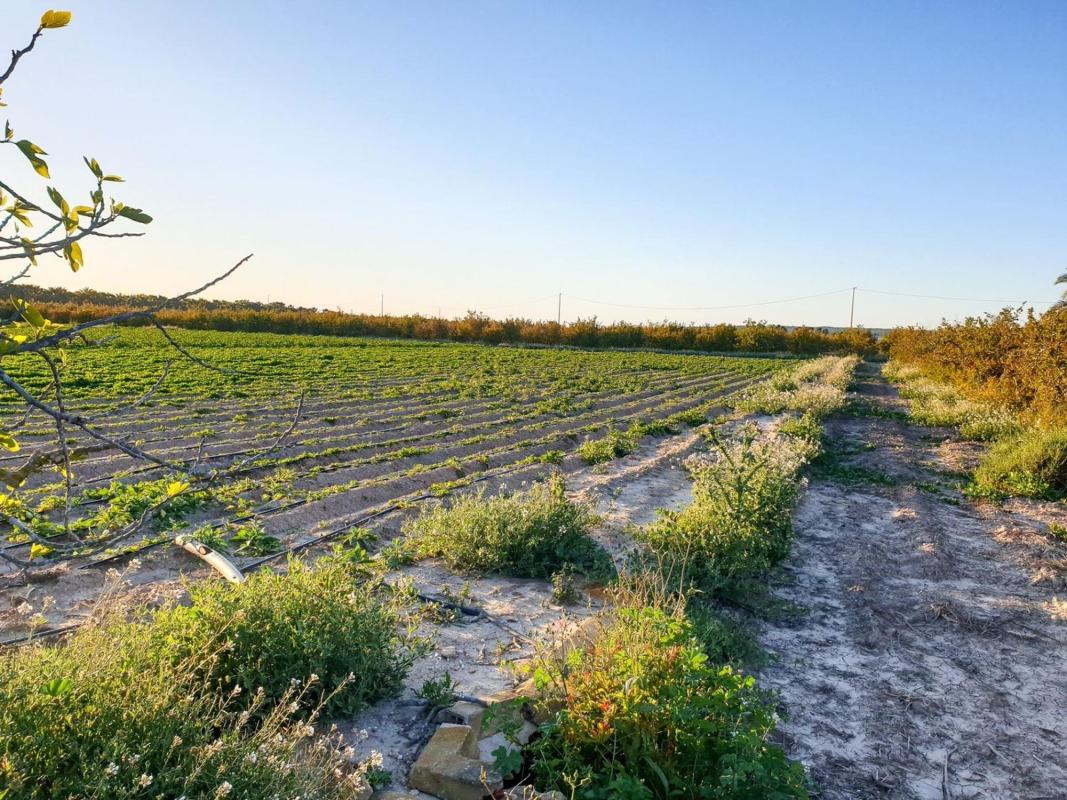 Terreno en venta en Elche / Elx, Alicante photo 3