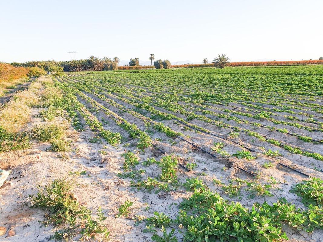 Terreno en venta en Elche / Elx, Alicante photo 5