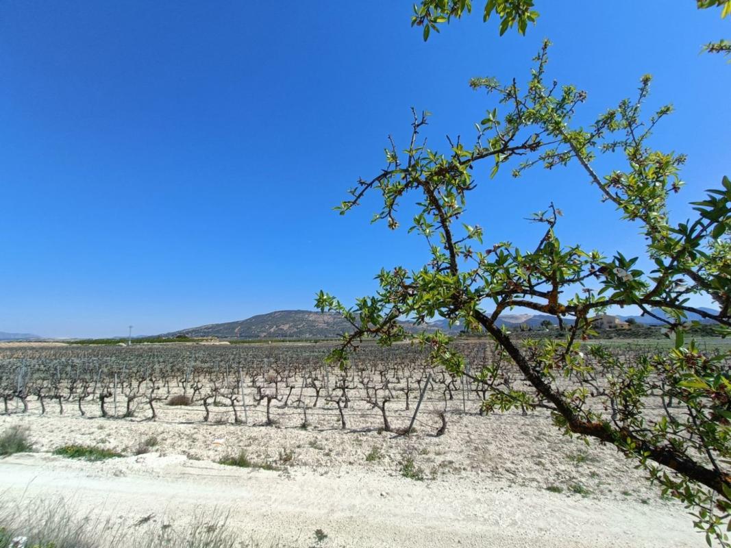 Sale of independent chalet in Pinoso, Pinoso
 photo 4