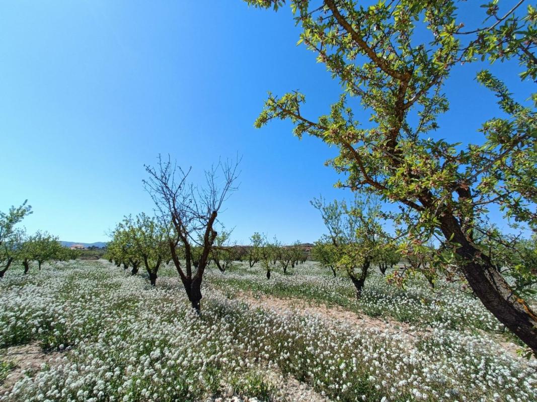 Sale of independent chalet in Pinoso, Pinoso
 photo 5