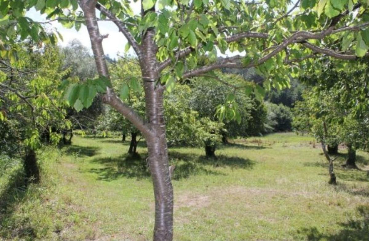Sale of rural property in Lugar Goive Arriba, 110 , Pontedeume photo 5
