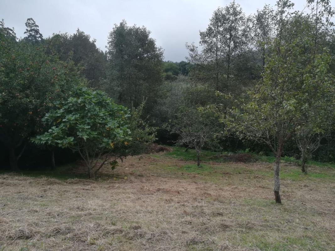 Venta de finca rústica en Lugar Ponte, 31 , Ortigueira photo 5