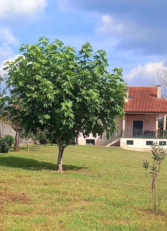 Venta de chalet independiente en Aldea Carballido, Ames
 photo 4